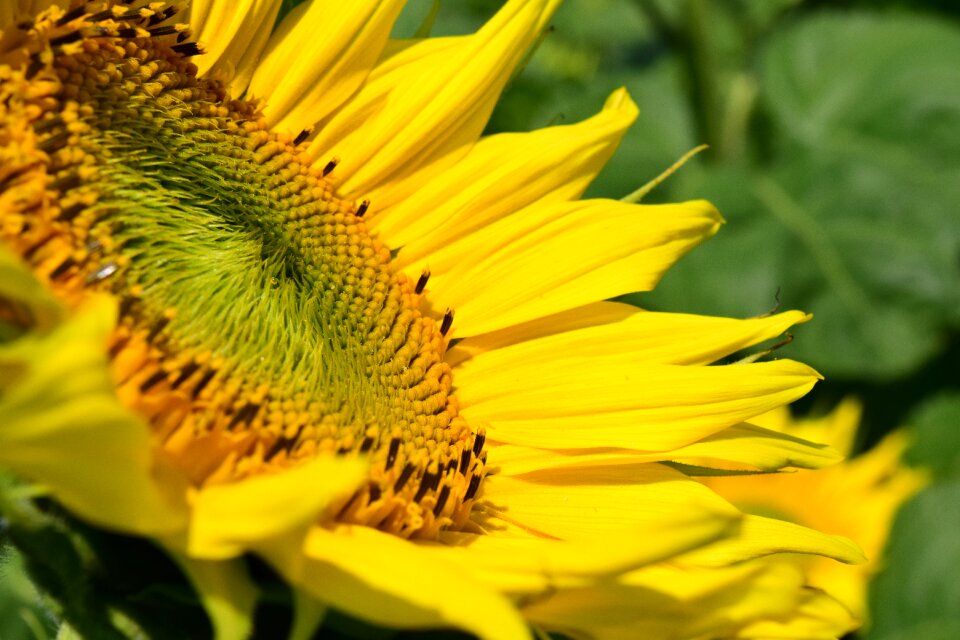 Yellow flower close up