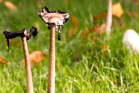 Uccle, Belgium, Mushroom