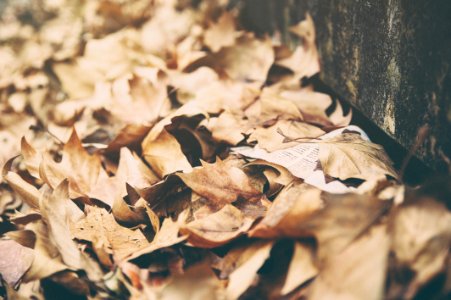 closeup photo of dried leaves photo