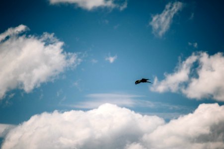 black bird flying under blue sky and white clouds during daytime photo