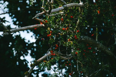 red fruit on tree during daytime photo