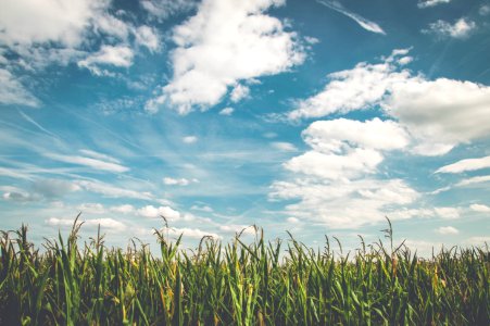 green cornfield under cloudy sky photo