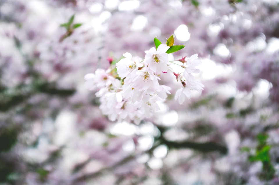 white cherry blossom in close up photography