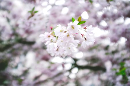 white cherry blossom in close up photography photo