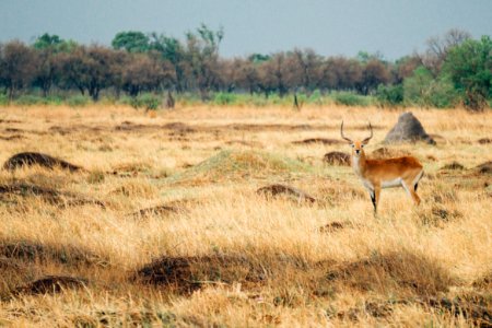 Moremi game reserve, Botswana, Botsuana