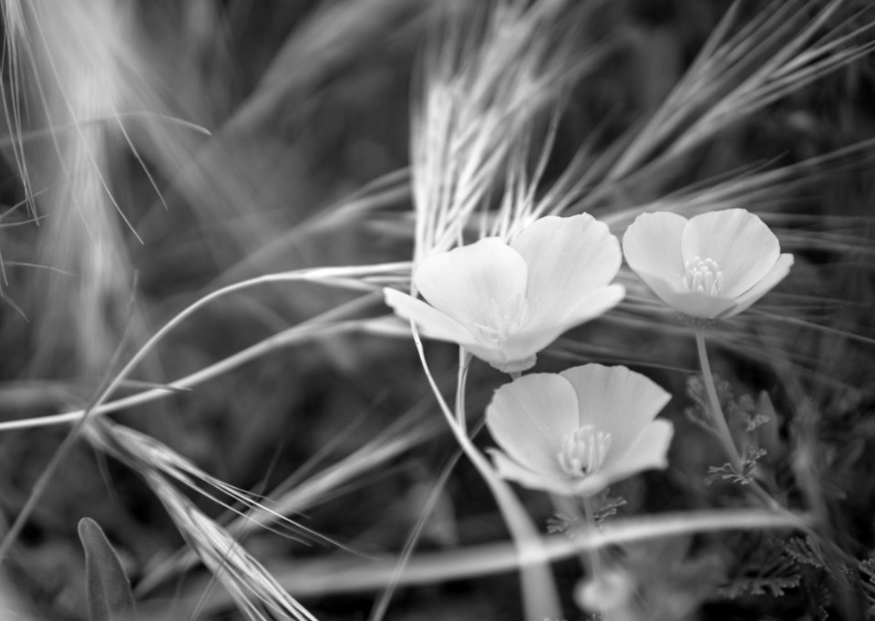 Floral, Movement, Black  white