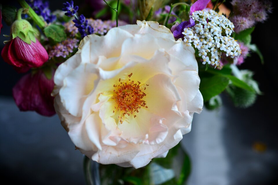 Blossom bloom rose bloom