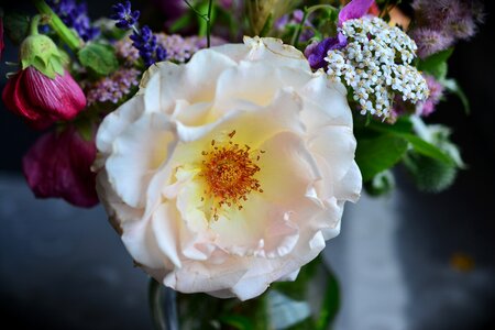 Blossom bloom rose bloom