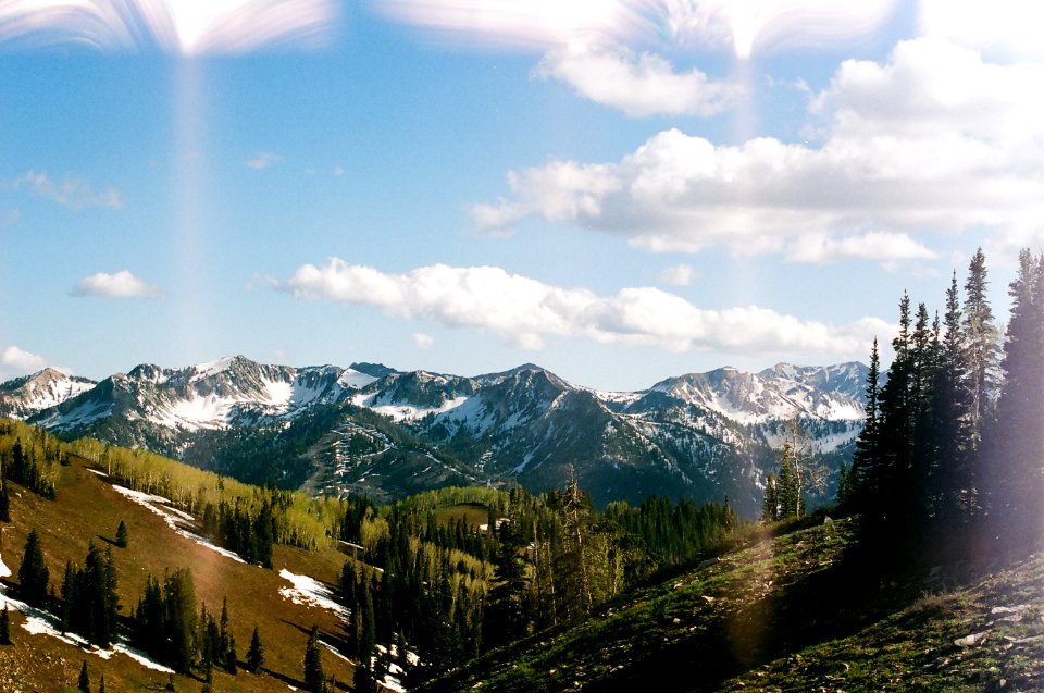 green trees in front of mountain