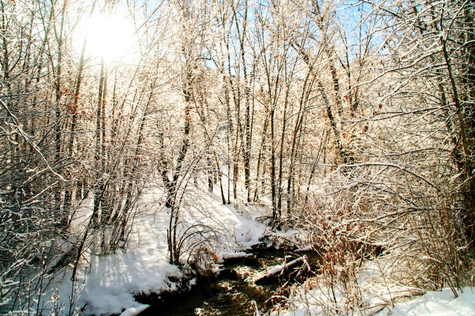 snow-covered bare trees