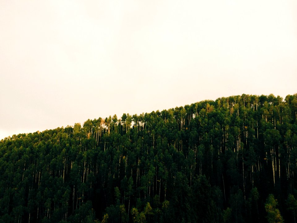 green trees under white sky