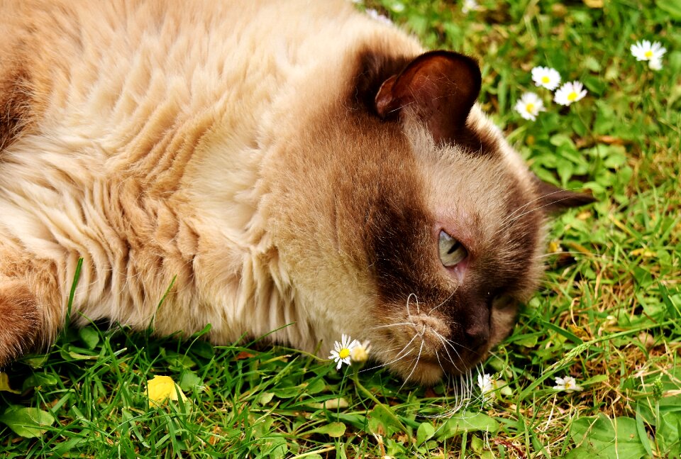 Meadow cat animal world