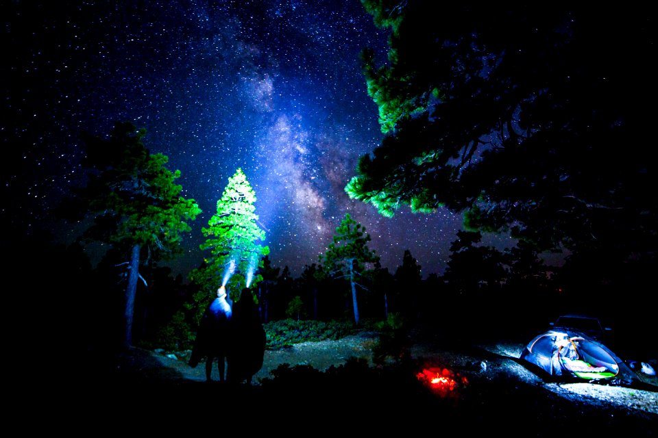 green trees under starry night