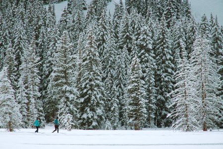 two people walking through pine trees coated with snow during daytime photo