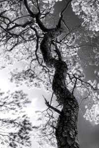 Nature, Korpo, Finl