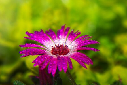 Garden summer nature