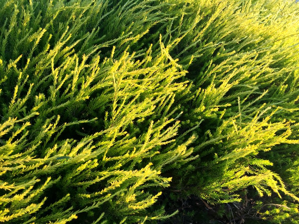Nature, Bendigo, Australia