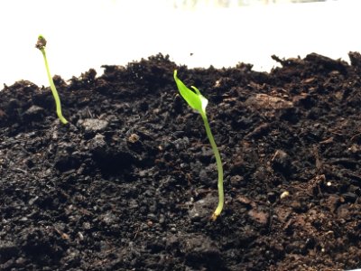 Shoots, New, Green