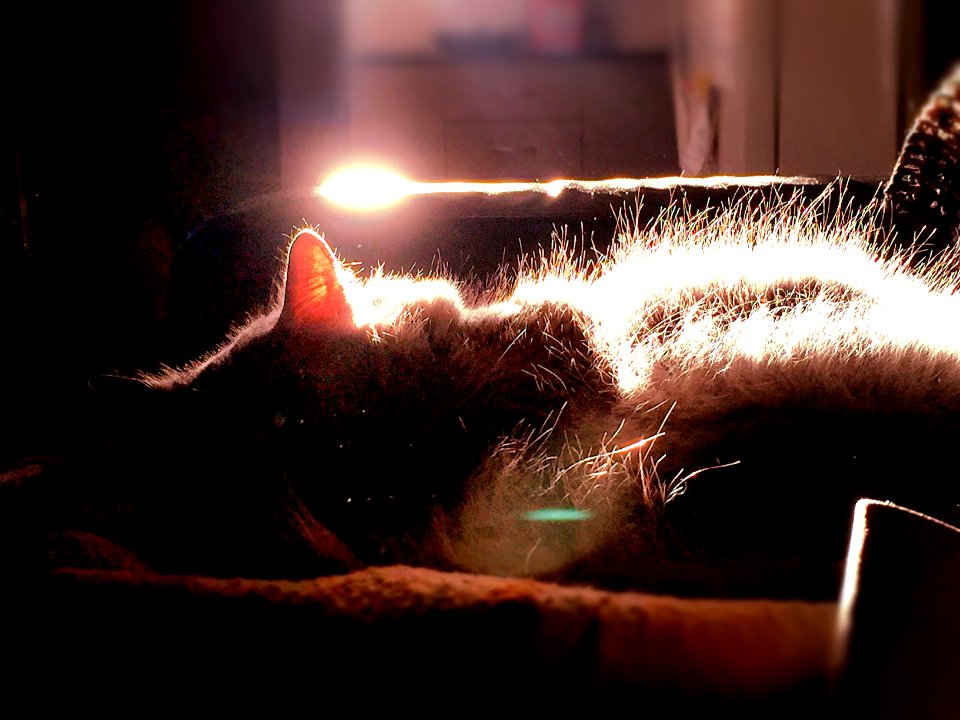 Light, Edge light, Cat