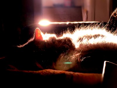 Light, Edge light, Cat photo