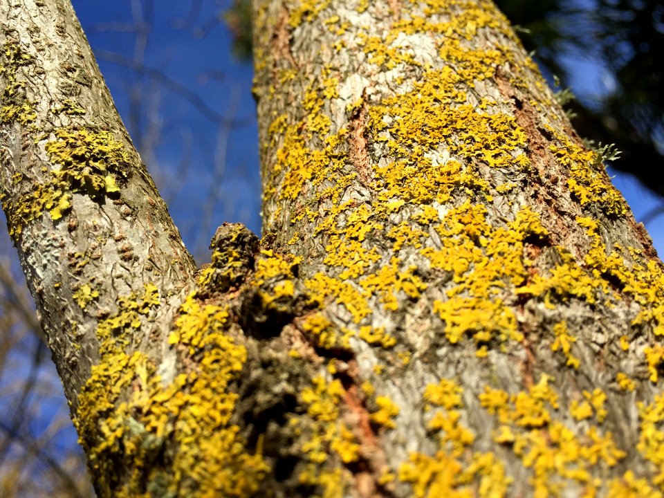 Brown, Blue, Yellow