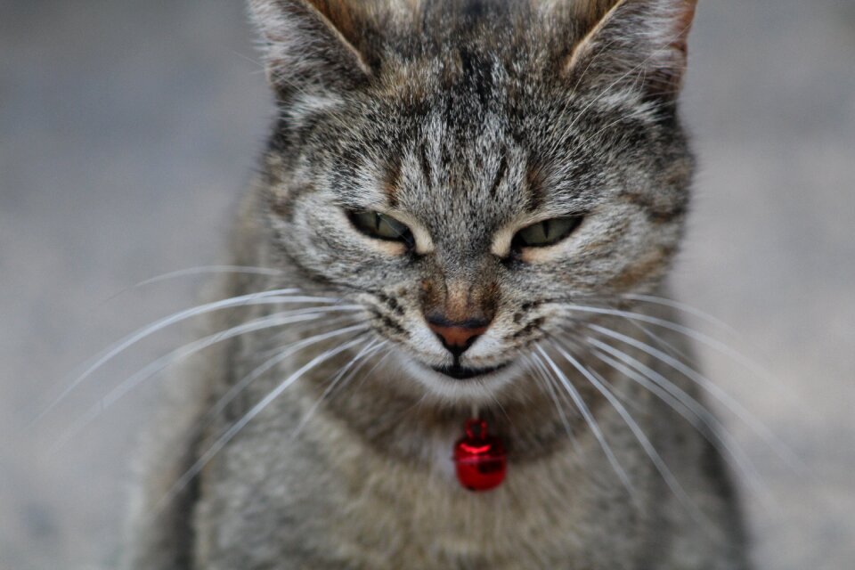 Cat face smiling curious