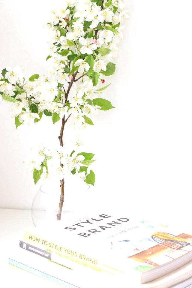 green plant on clear glass vase