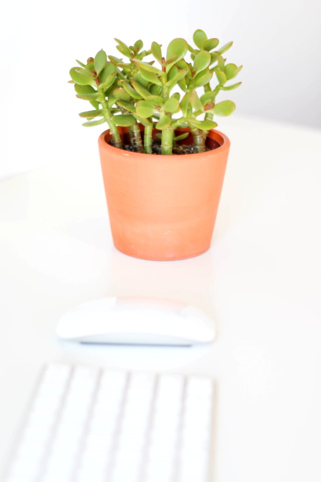 New york, United states, Potted plant
