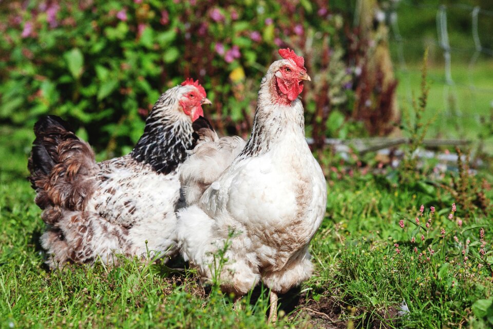 Domestic grass hen