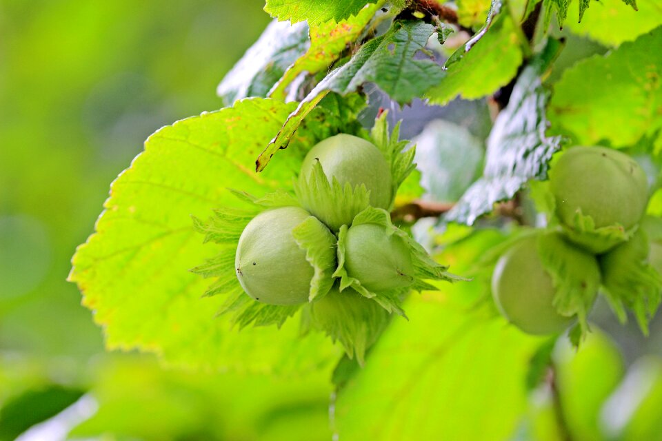 Hazel unripe fruit birch greenhouse