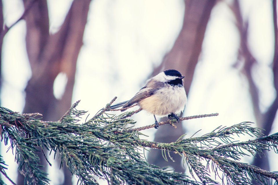 Bird