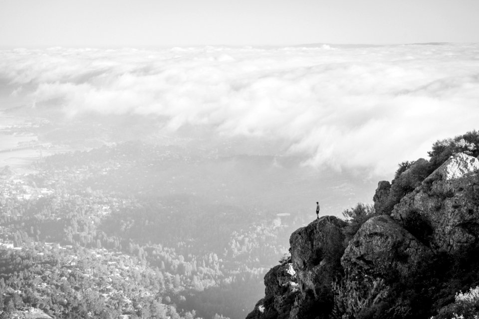 Mount tamalpais, United states, Trees