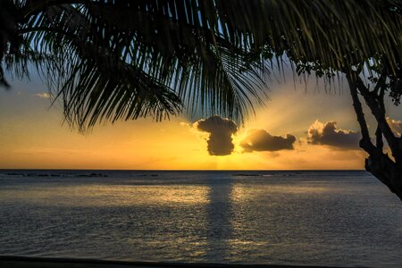 Palms sunset sky photo
