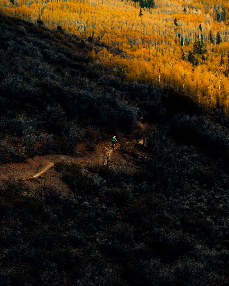 person riding bicycle in the middle of forest