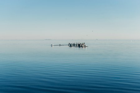 Salton sea, United states, Birds photo