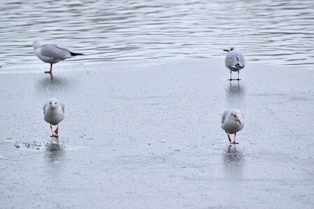 Seagulls winter changing the guard photo