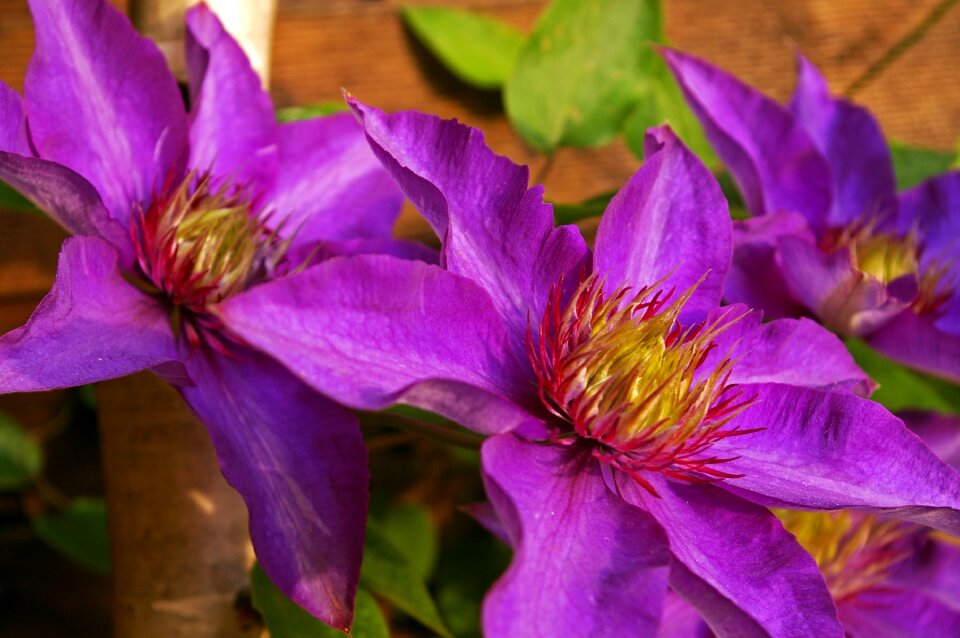 Violet nature garden