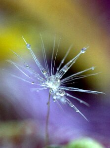 Macro plant water
