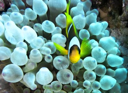 Sea underwater clownfish photo