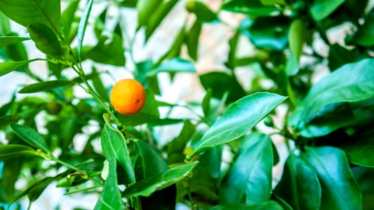 Leaf, Green, Plant