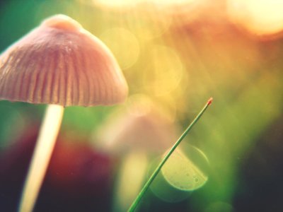 Colorful, Green, Vibrant