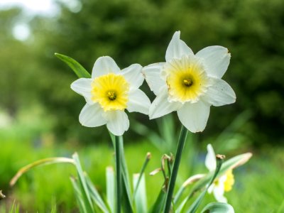 Garden, Pair, Blur