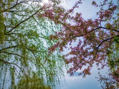 Low angle view, Magenta, Wind