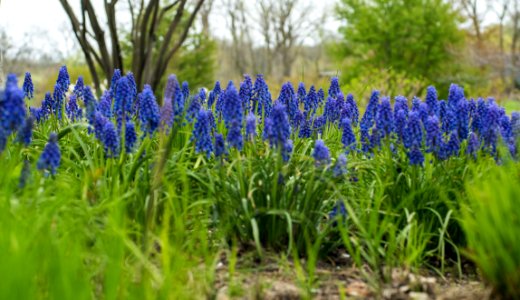 Blur, Flowers, Green