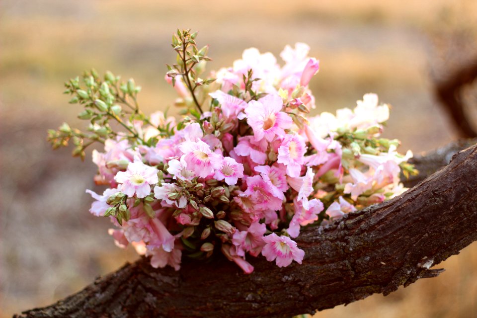 Yuriria, Mexico, Flowers
