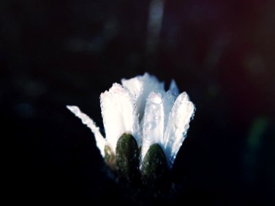 white flower with rain drops