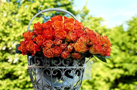Bloom orange romance