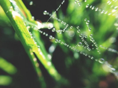 Grass, Spiderweb, Summer