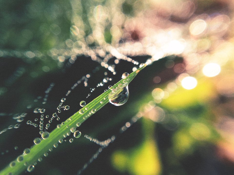 Grass, Droplet, Summer