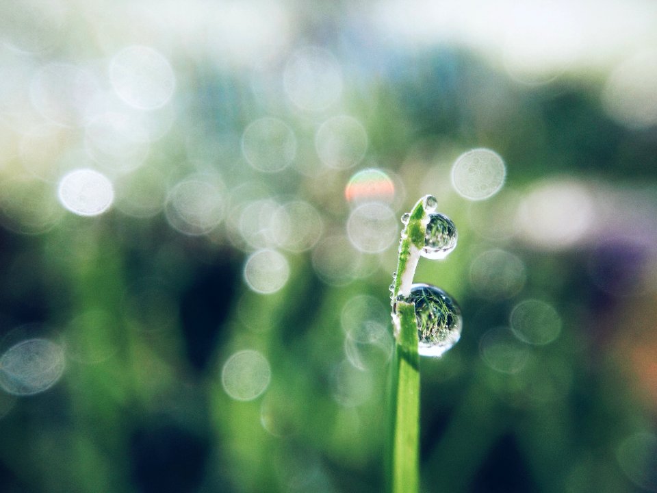 Green, Grass, Water